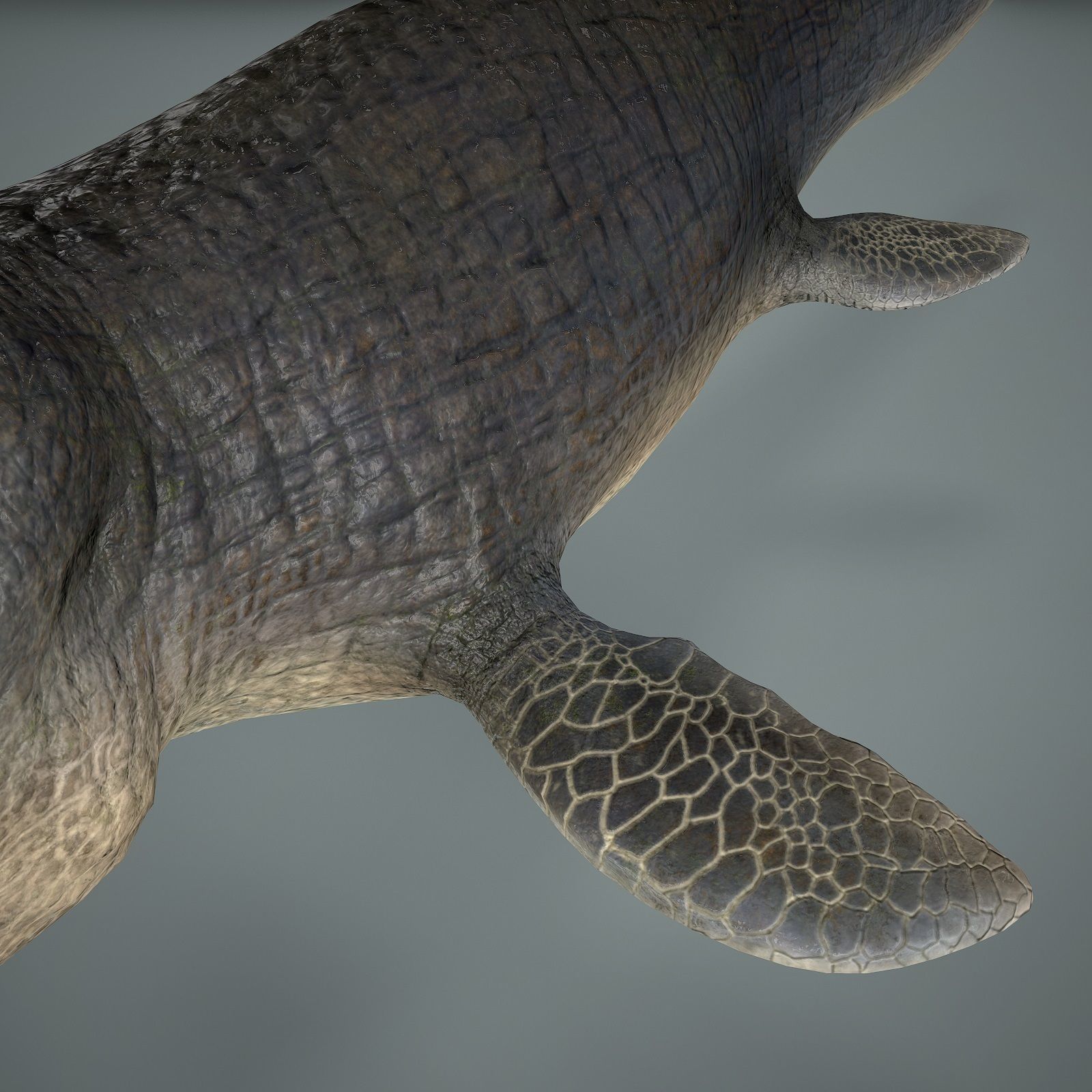 Mosasaurus Low-poly 3D model_17