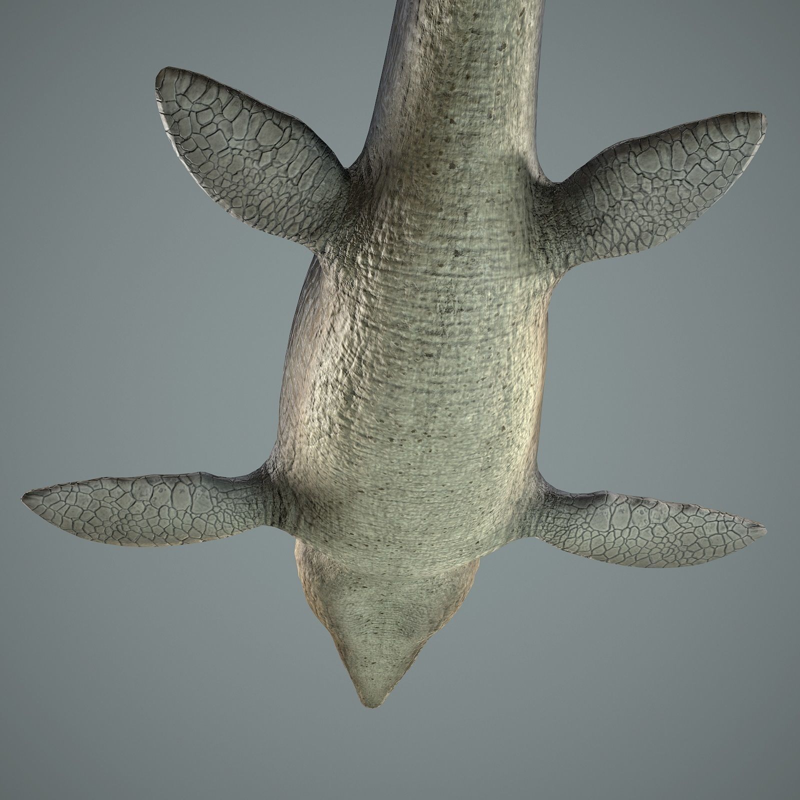 Mosasaurus Low-poly 3D model_19