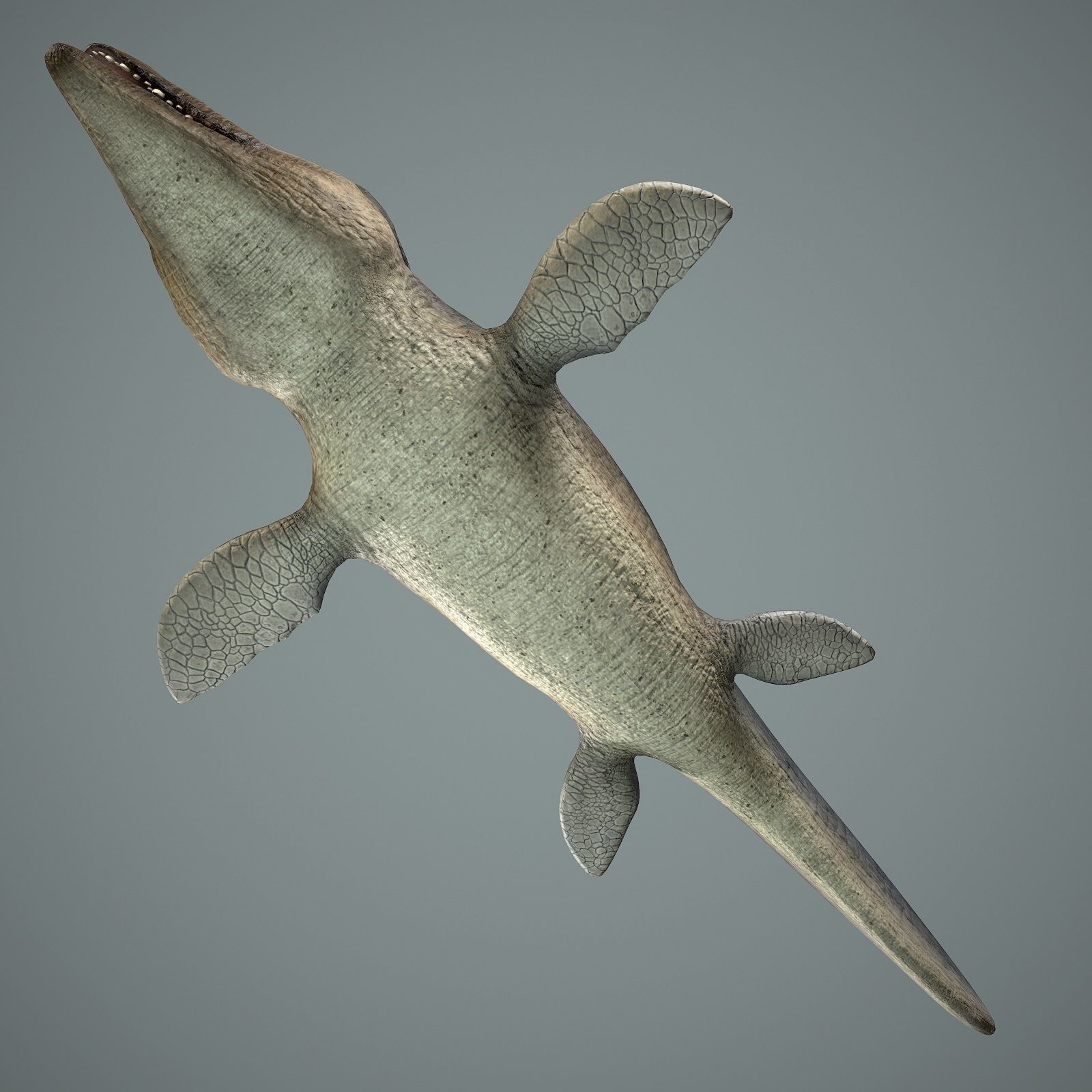 Mosasaurus Low-poly 3D model_8