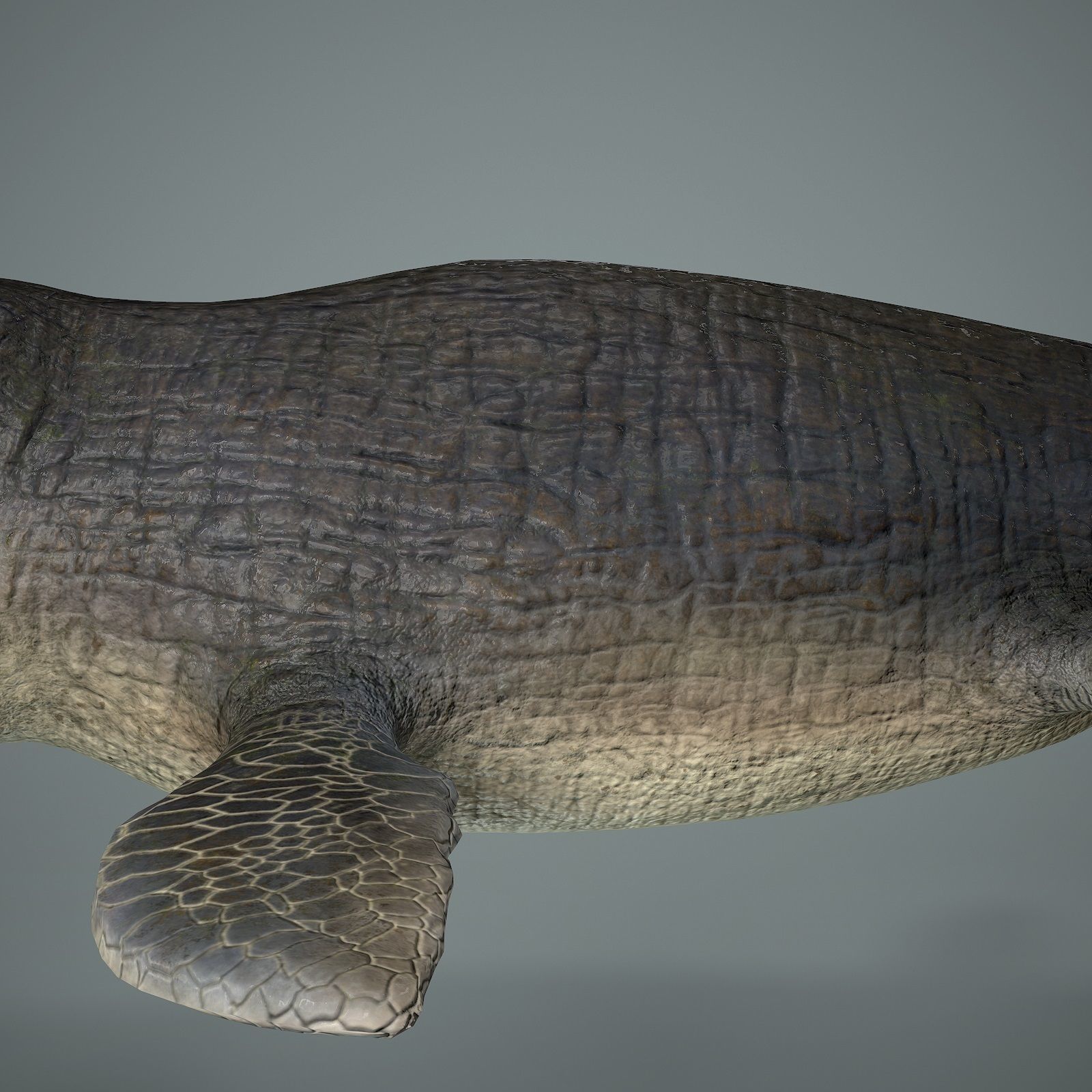 Mosasaurus Low-poly 3D model_13