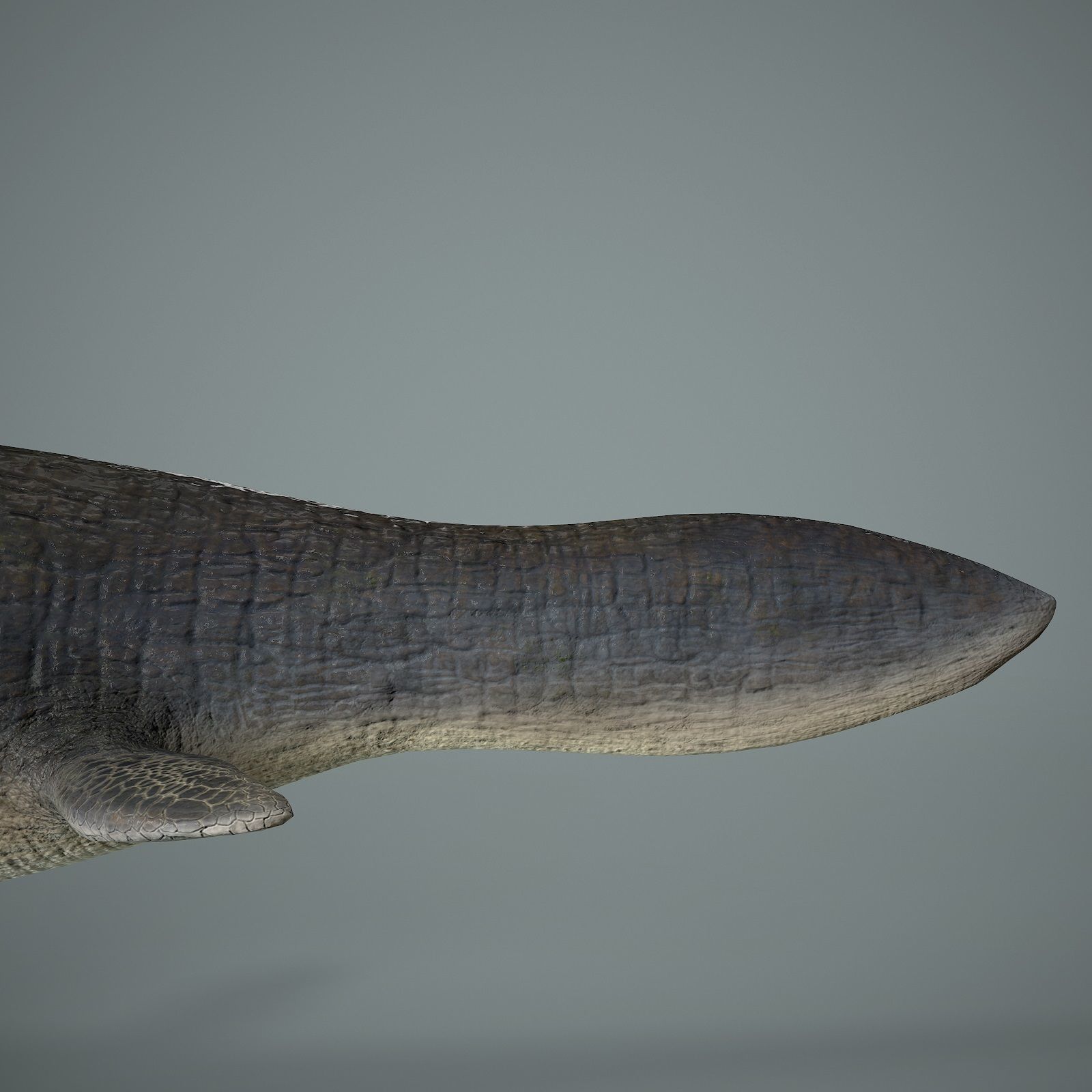 Mosasaurus Low-poly 3D model_10
