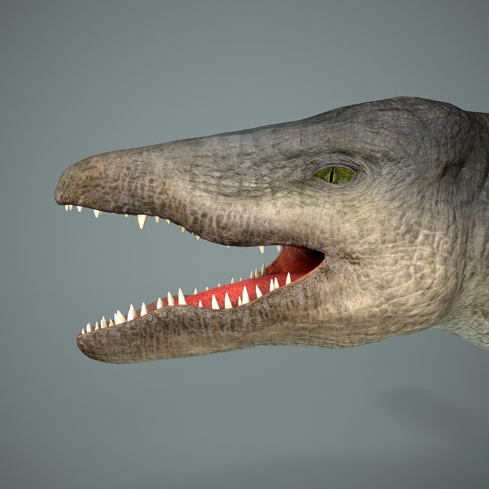 Mosasaurus Low-poly 3D model_9