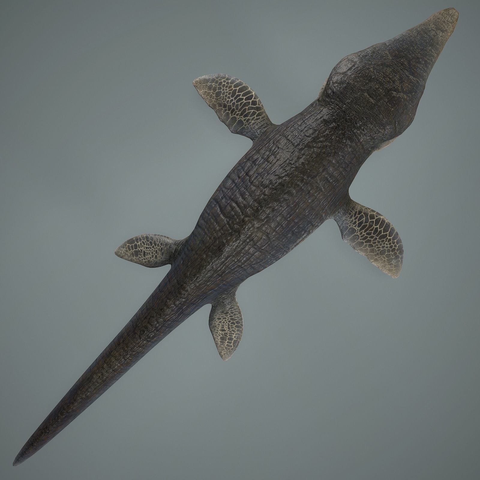 Mosasaurus Low-poly 3D model_7
