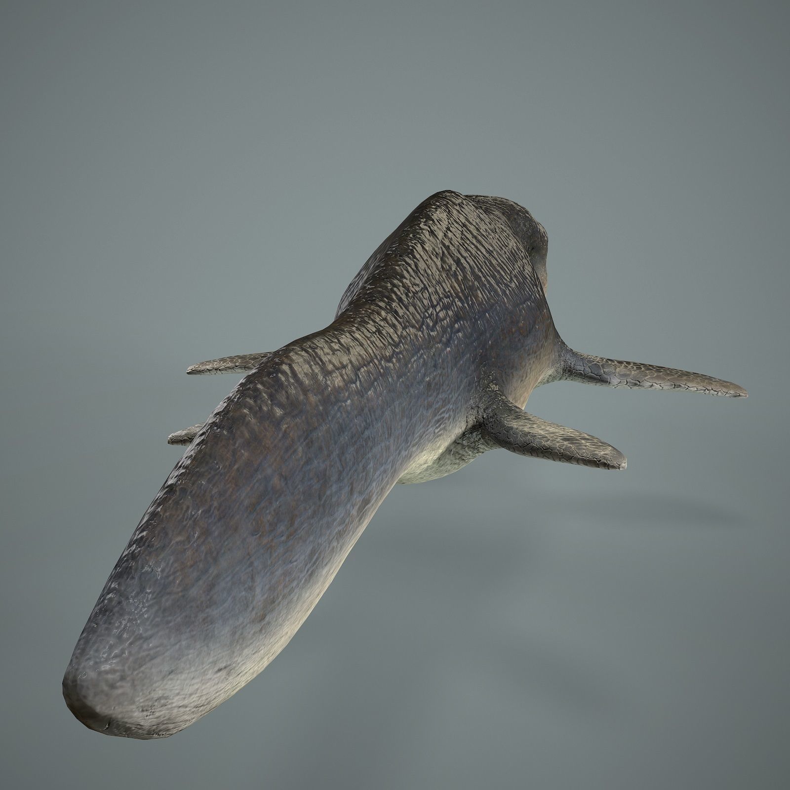 Mosasaurus Low-poly 3D model_11