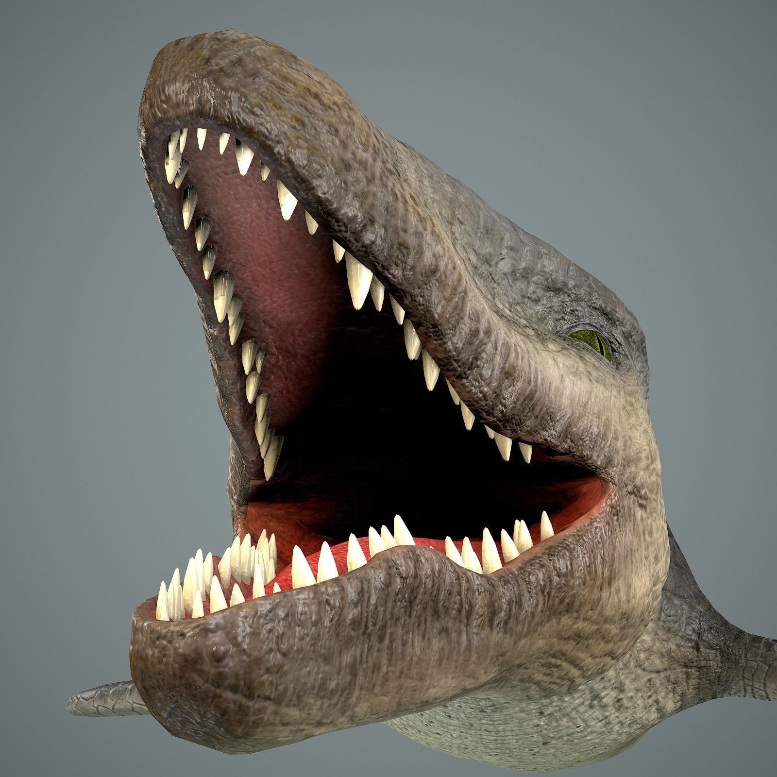 Mosasaurus Low-poly 3D model_16