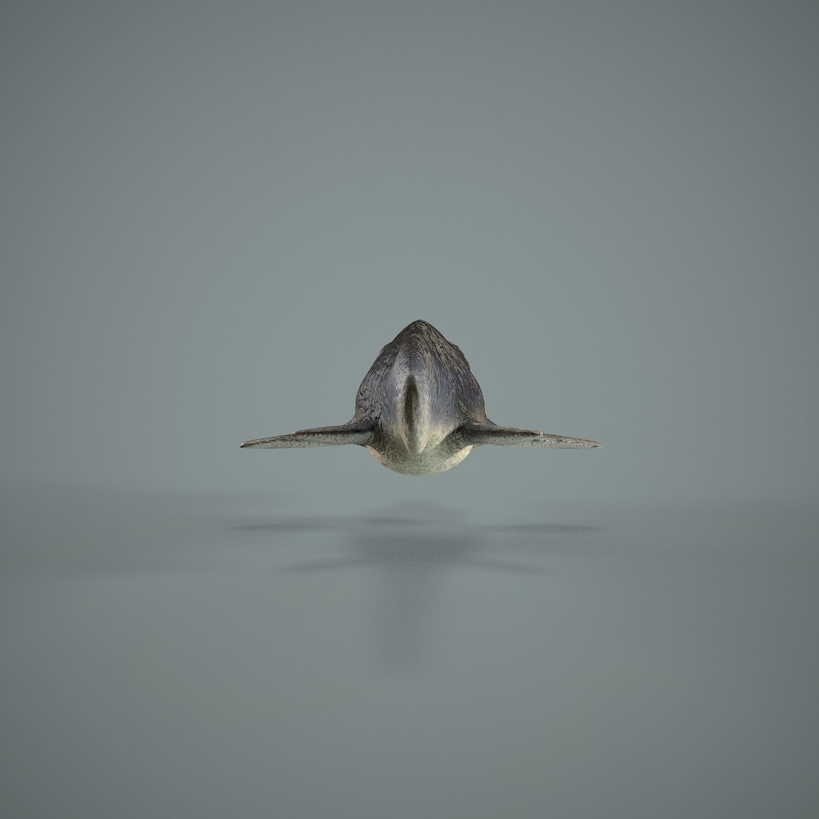 Mosasaurus Low-poly 3D model_3