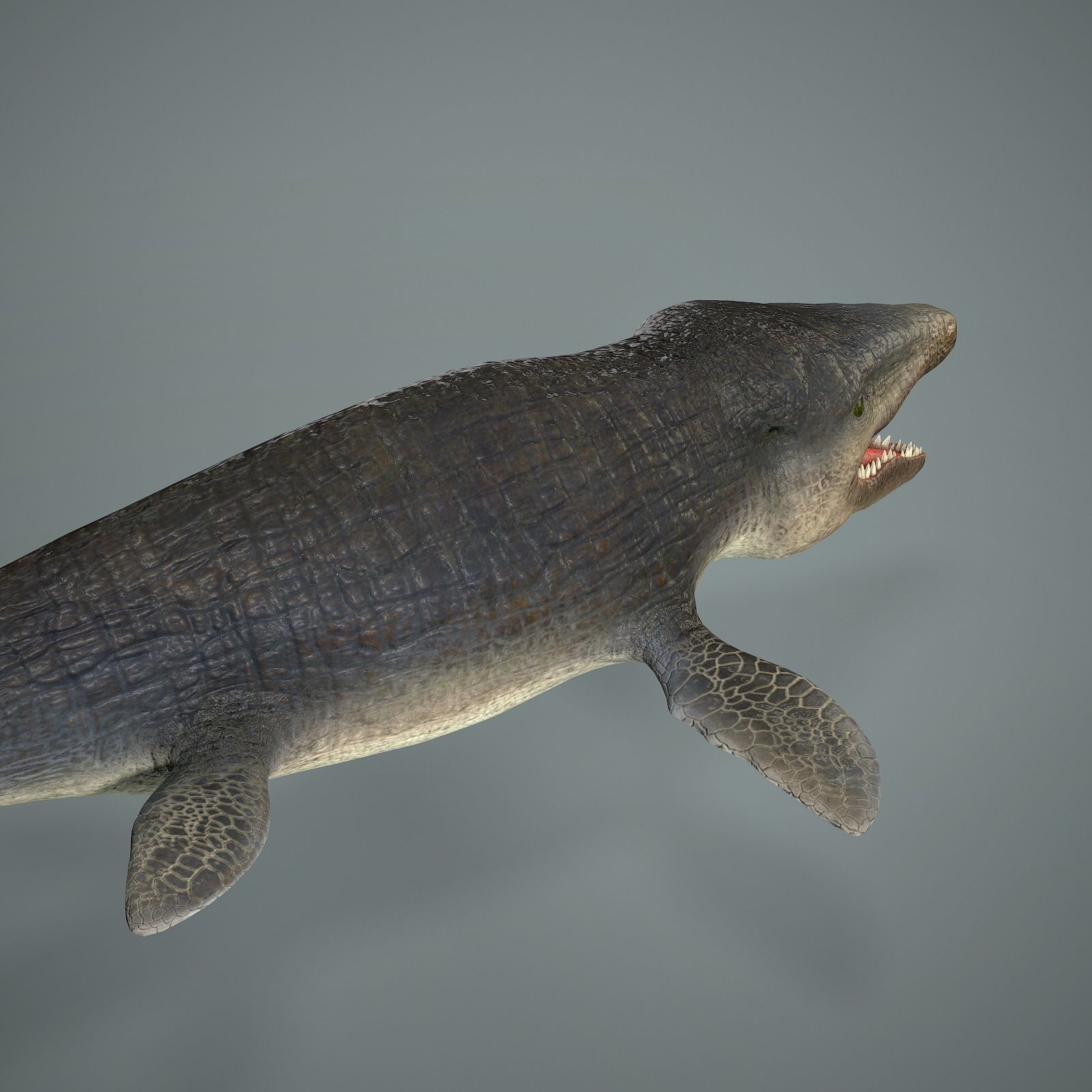 Mosasaurus Low-poly 3D model_20