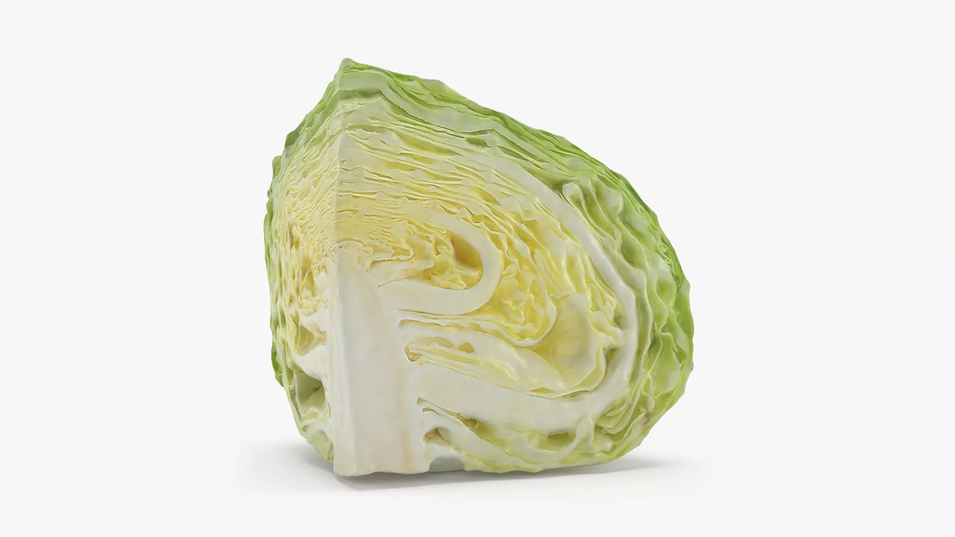Flat Cabbage Slice - 3D Scanned Low-poly 3D model