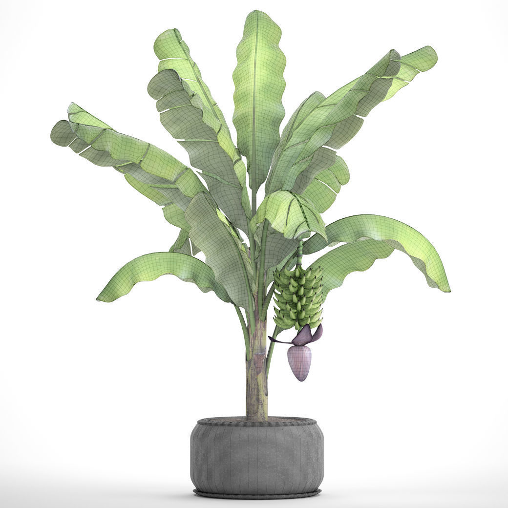 Banana palm with banana fruit 1 3D model_7