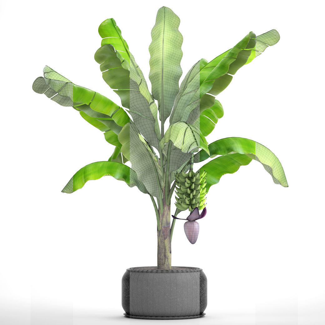 Banana palm with banana fruit 1 3D model_6