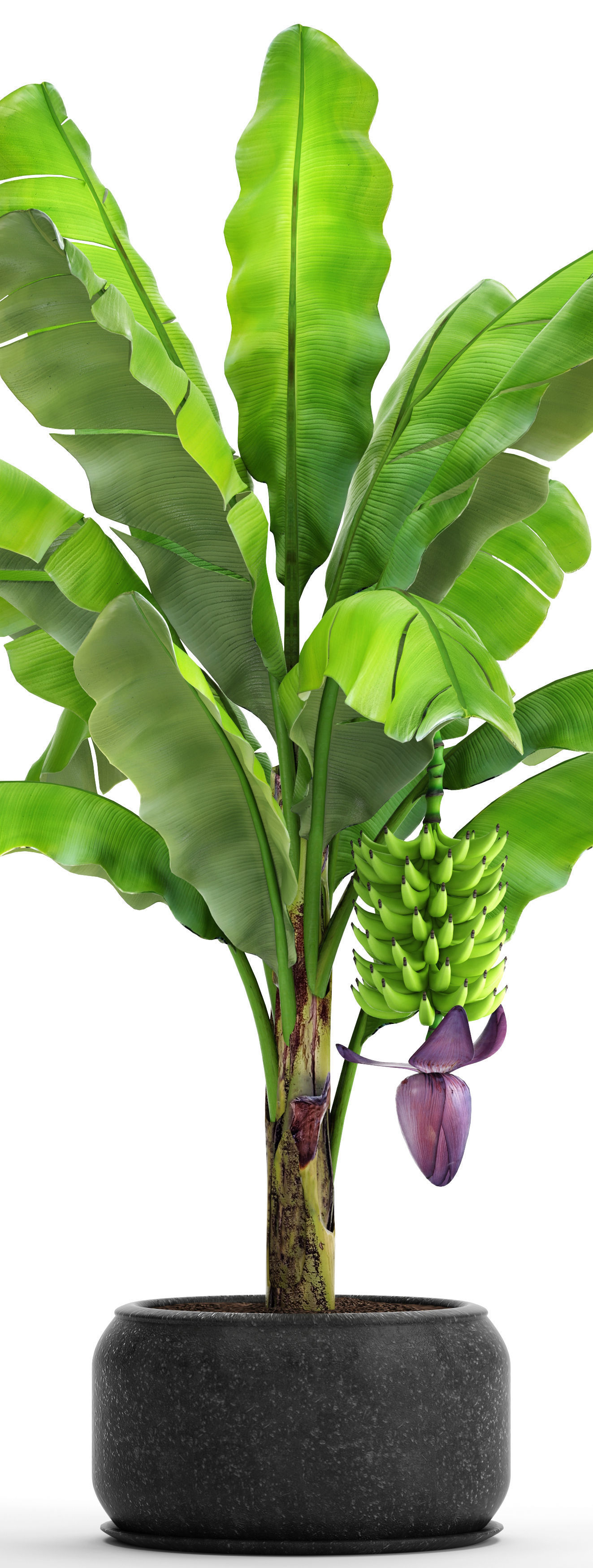 Banana palm with banana fruit 1 3D model_2