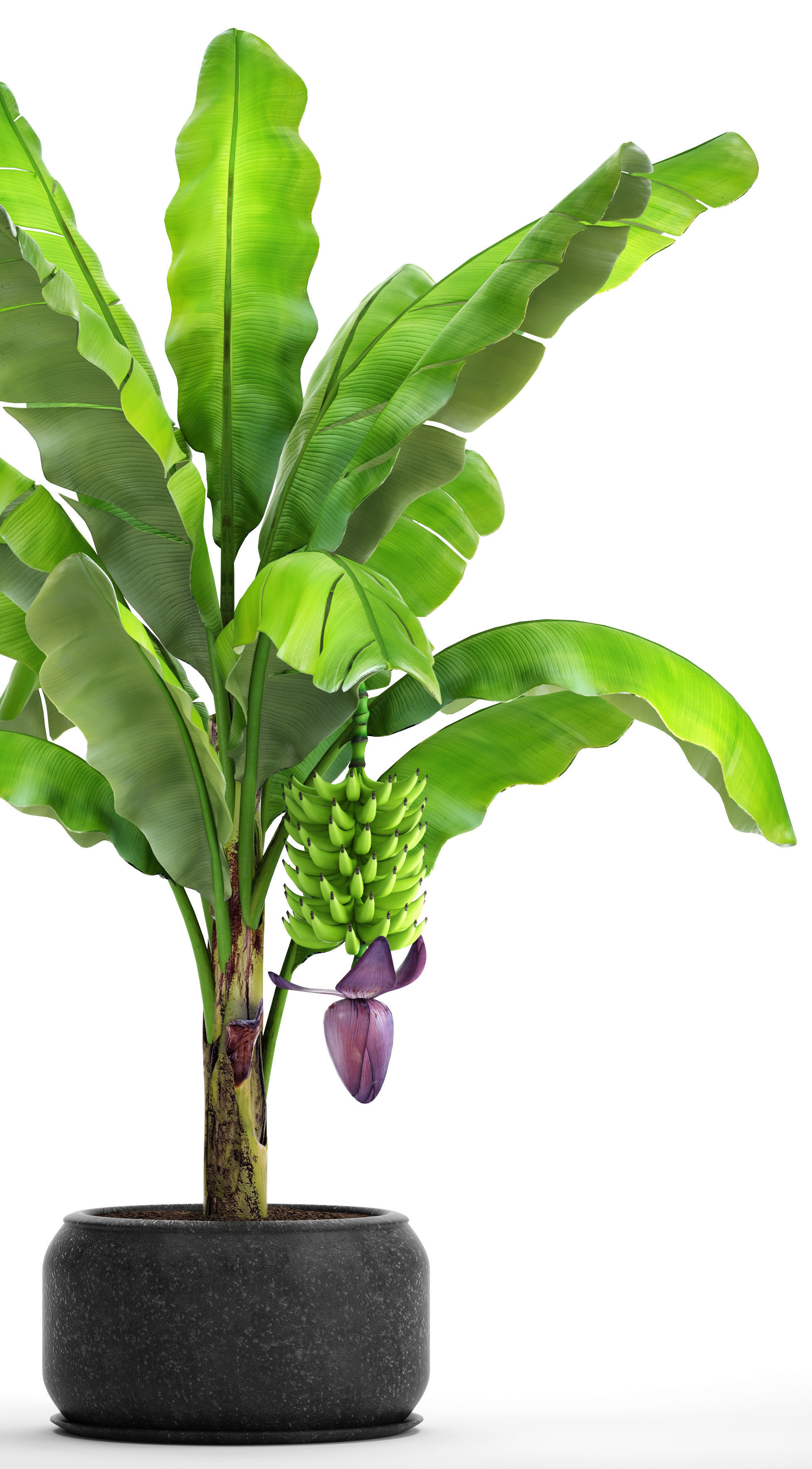 Banana palm with banana fruit 1 3D model_3