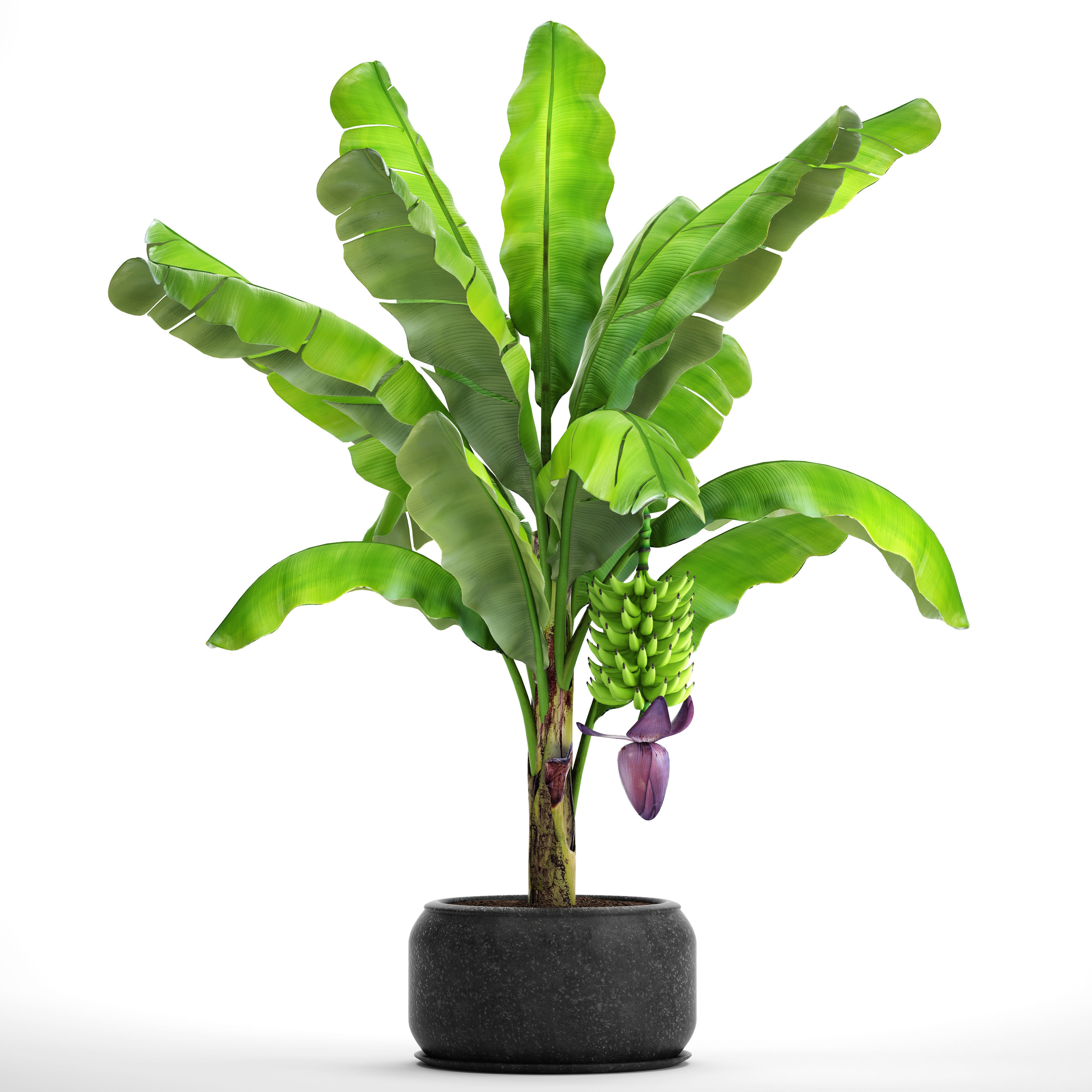 Banana palm with banana fruit 1 3D model_4