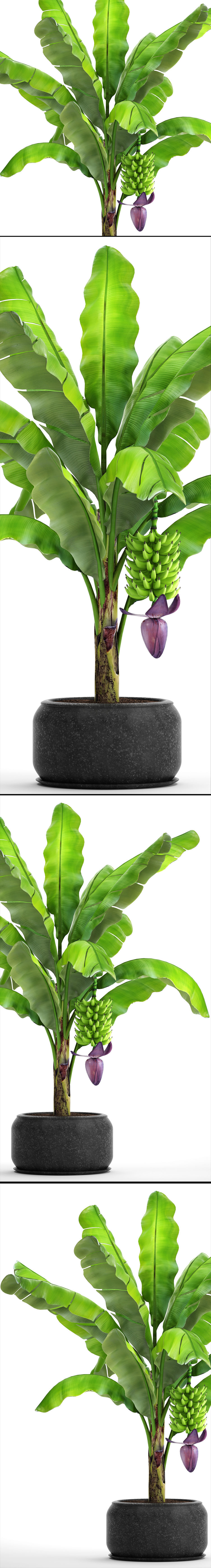 Banana palm with banana fruit 1 3D model_10