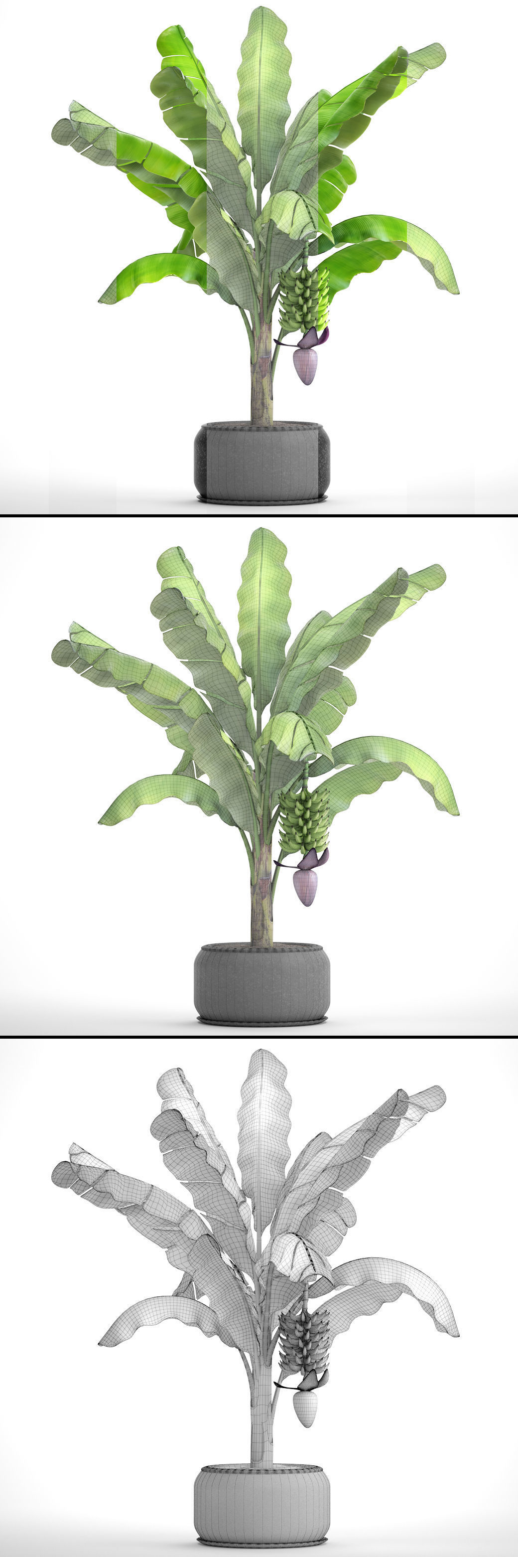 Banana palm with banana fruit 1 3D model_9