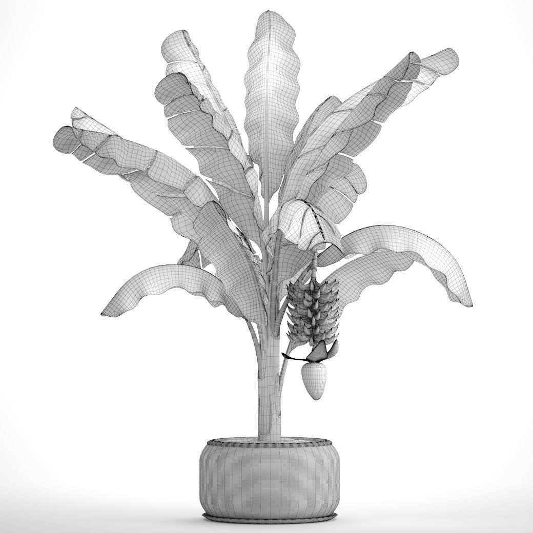 Banana palm with banana fruit 1 3D model_8