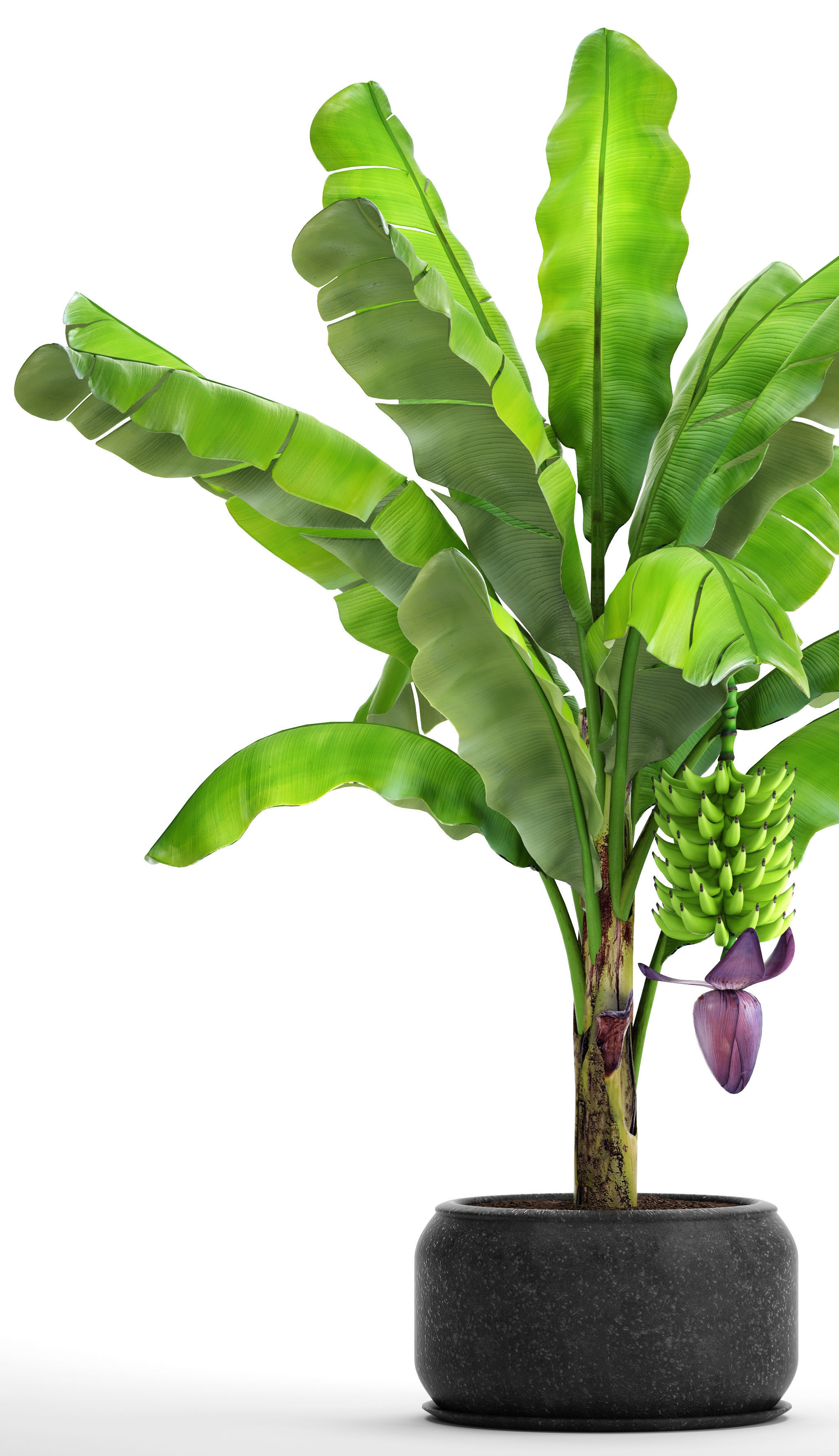 Banana palm with banana fruit 1 3D model_5