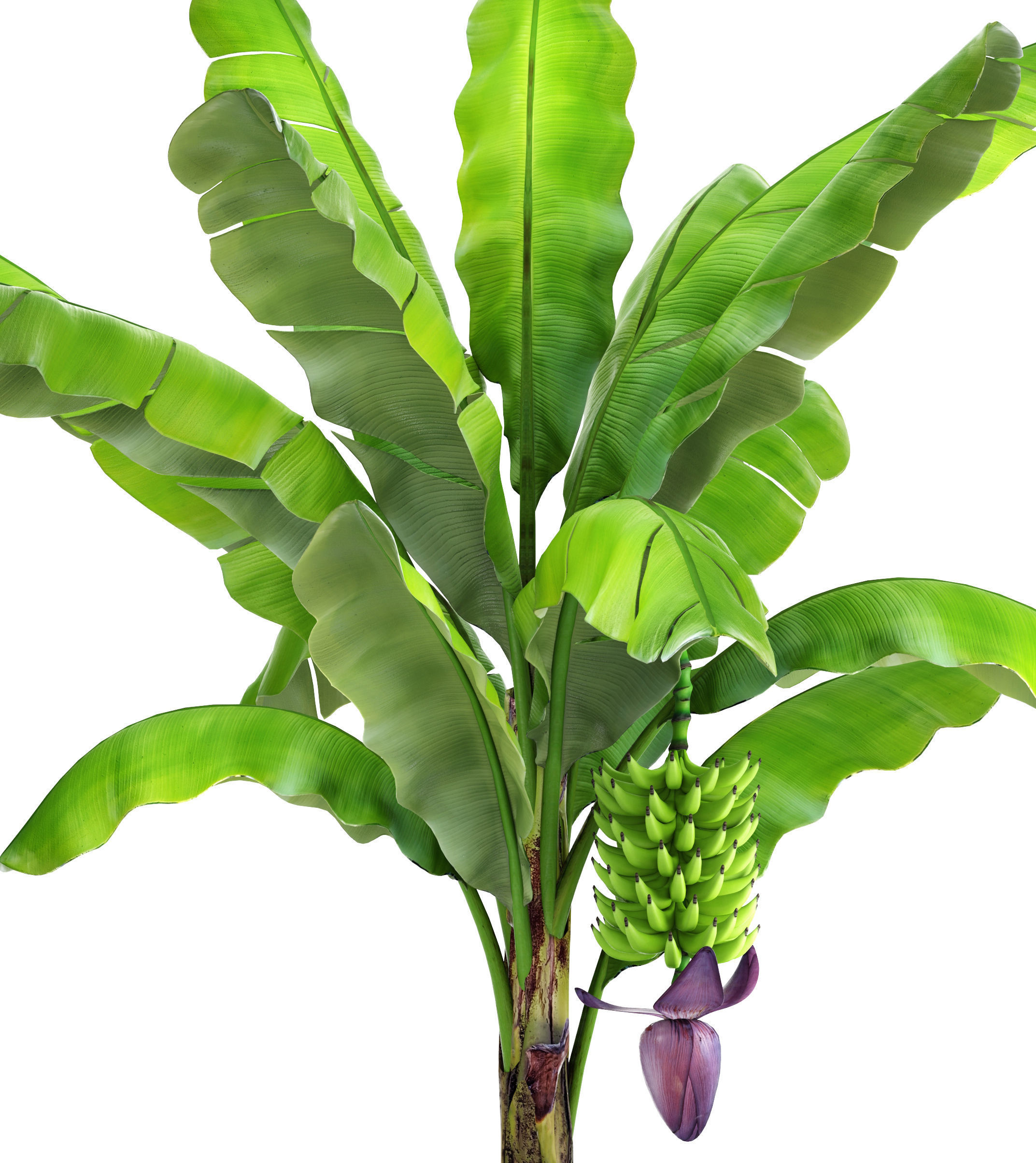 Banana palm with banana fruit 1 3D model_1