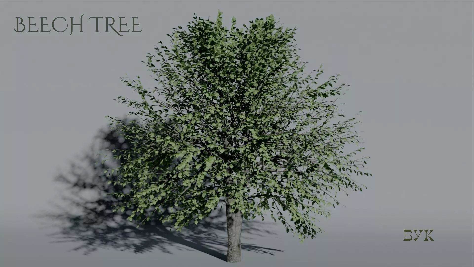 Realistic Beech Tree 3D Vegetation 3D model