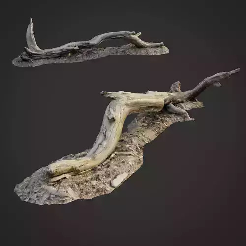 3d scanned nature forest roots 009