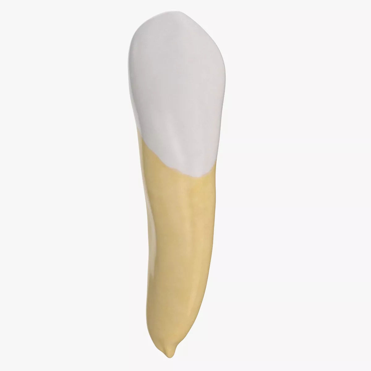 Canine Upper Jaw 01 Clean 3D model
