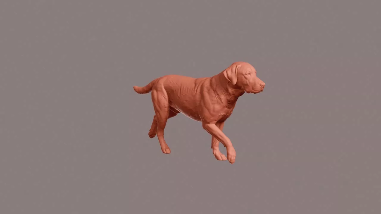 Walking Labrador Retriever 3D print model