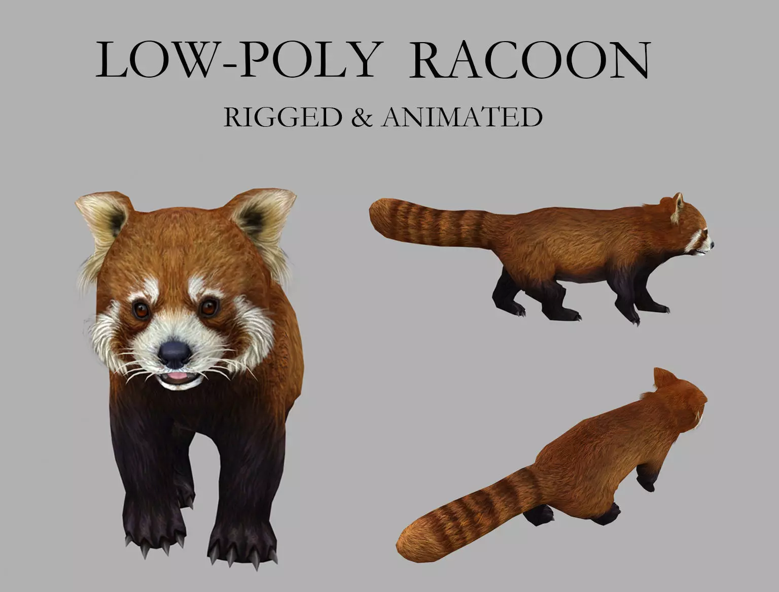 red panda racoon palm civet  Low-poly 3D model_0