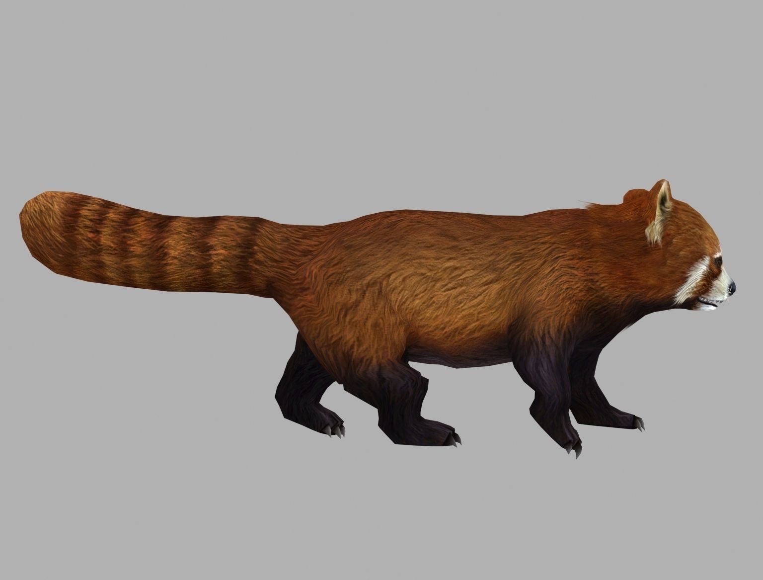 red panda racoon palm civet  Low-poly 3D model_4