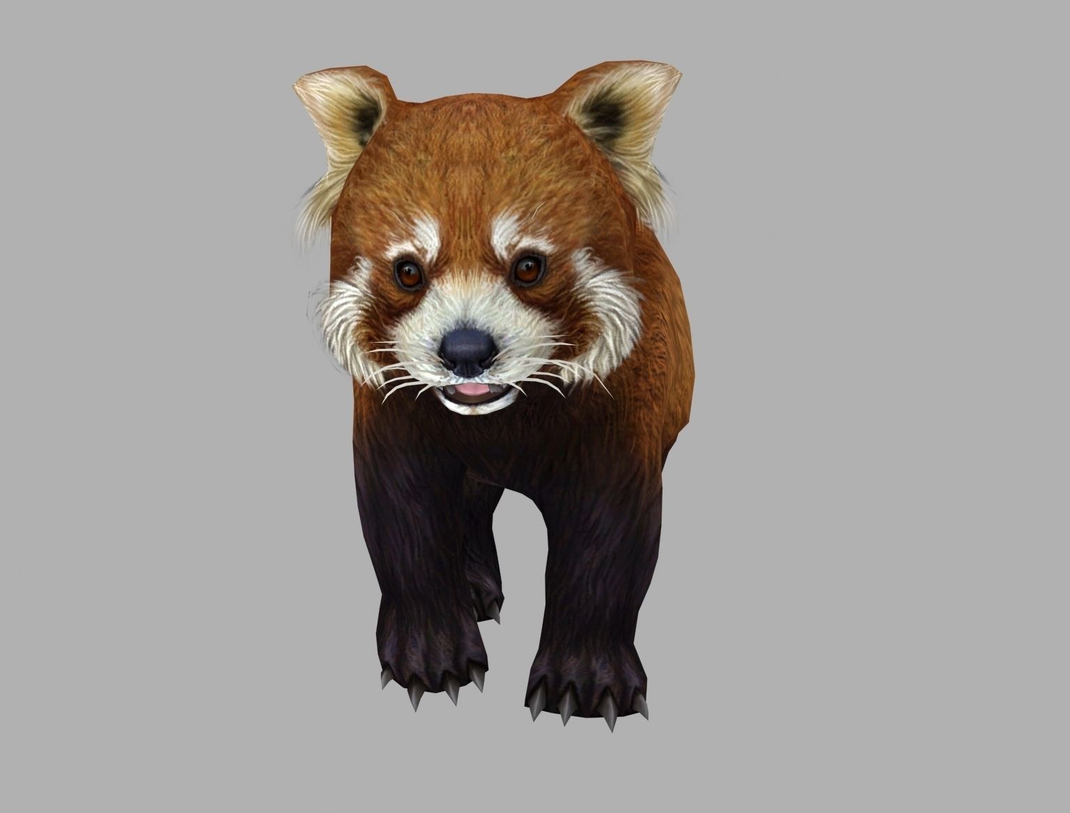 red panda racoon palm civet  Low-poly 3D model_1