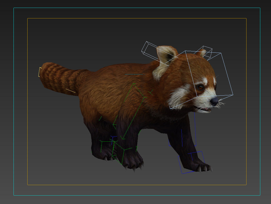 red panda racoon palm civet  Low-poly 3D model_7