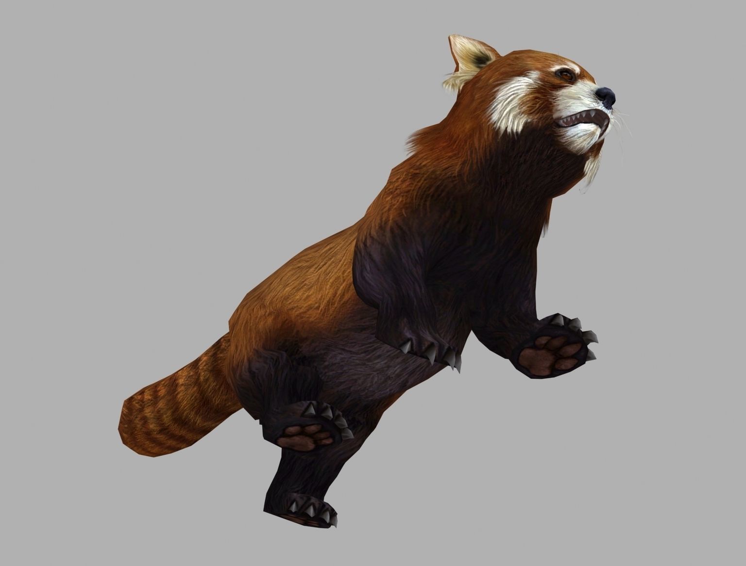 red panda racoon palm civet  Low-poly 3D model_3