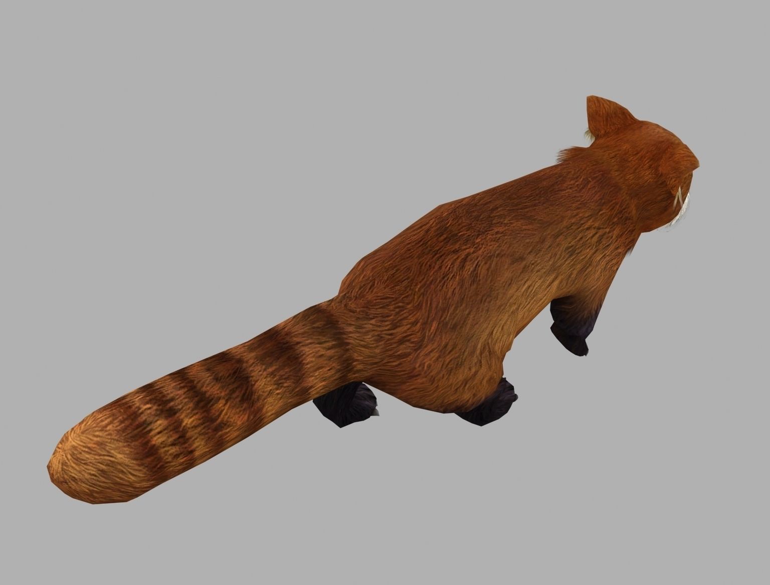 red panda racoon palm civet  Low-poly 3D model_5