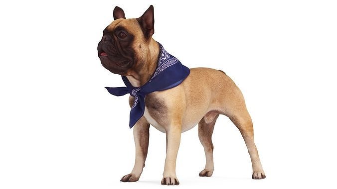 French Bulldog  Low-poly 3D model