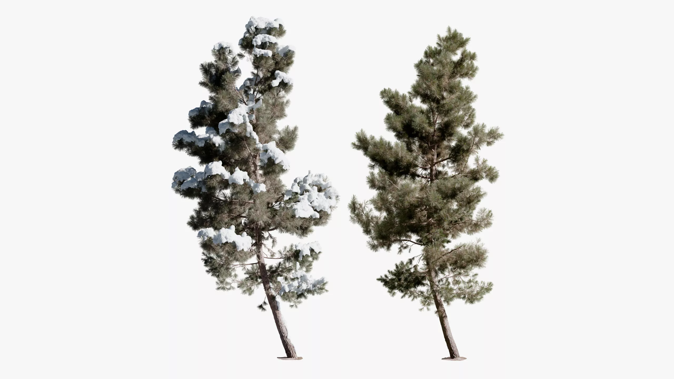 Realistic Conifer Pine Tree 02 3D model