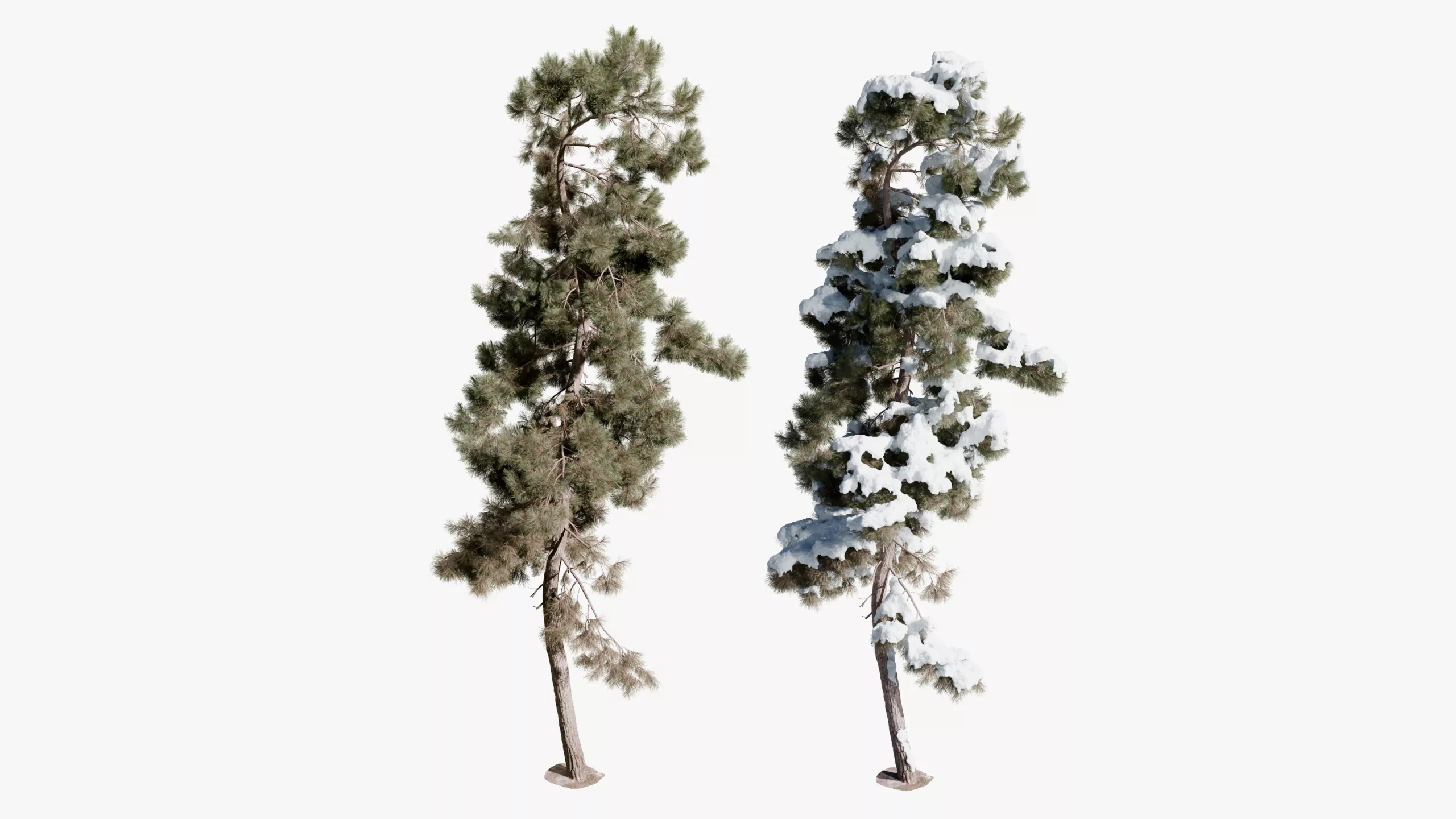 Realistic Conifer Pine Tree 03 3D model