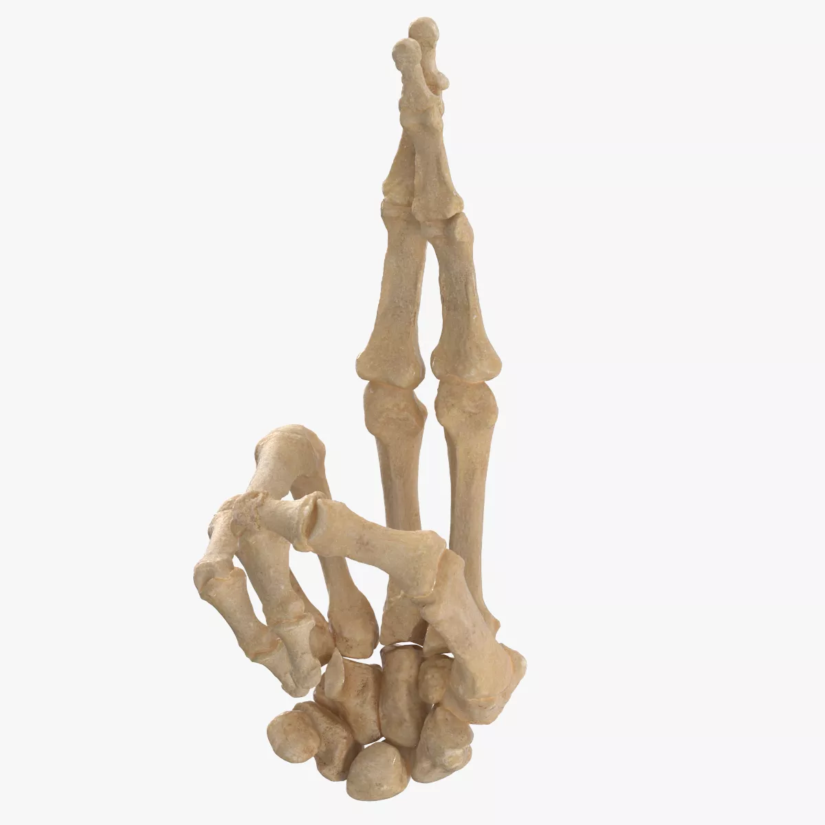 Real Human Hand Bones Good Luck Sign 3D model