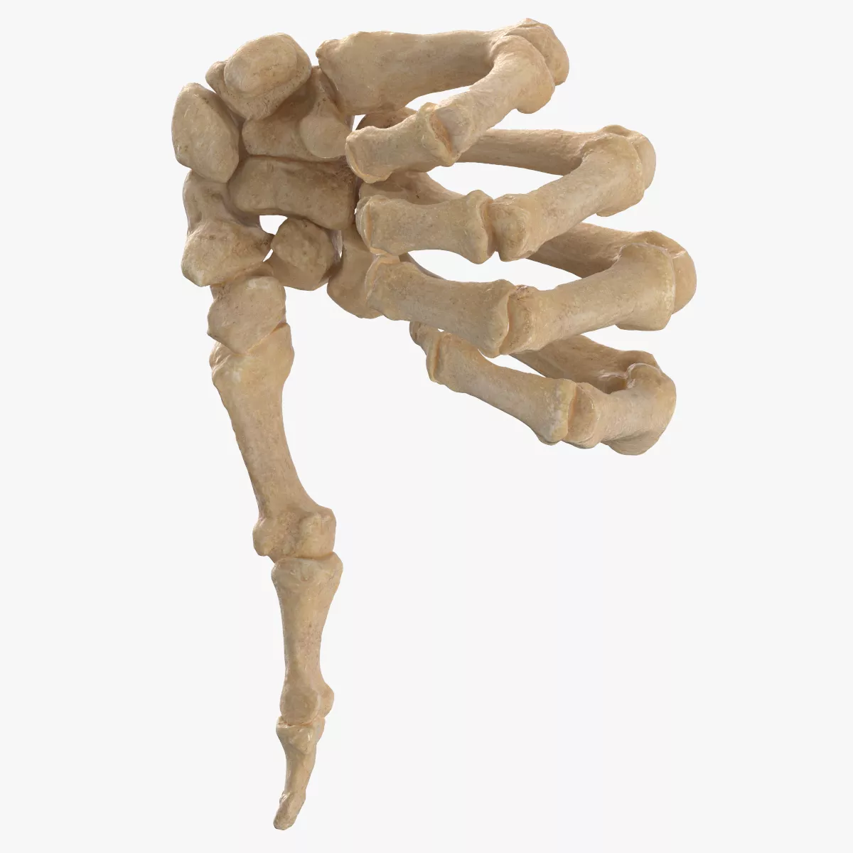 Real Human Hand Bones Dislike Sign 3D model