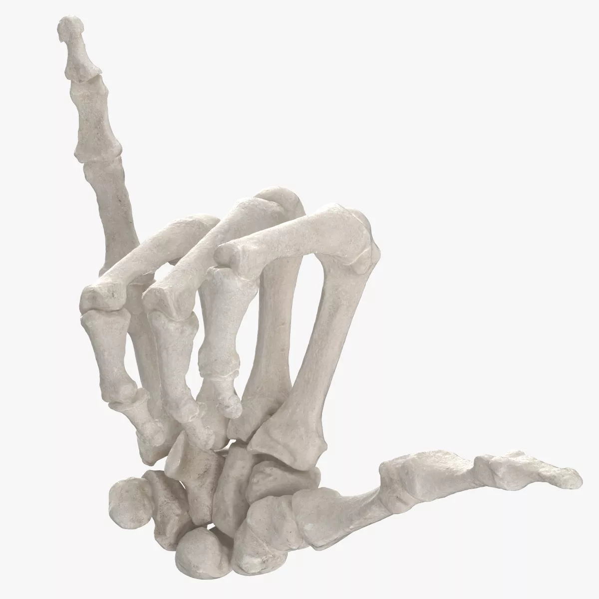 Real Human Hand Bones Hang Loose Sign 3D model