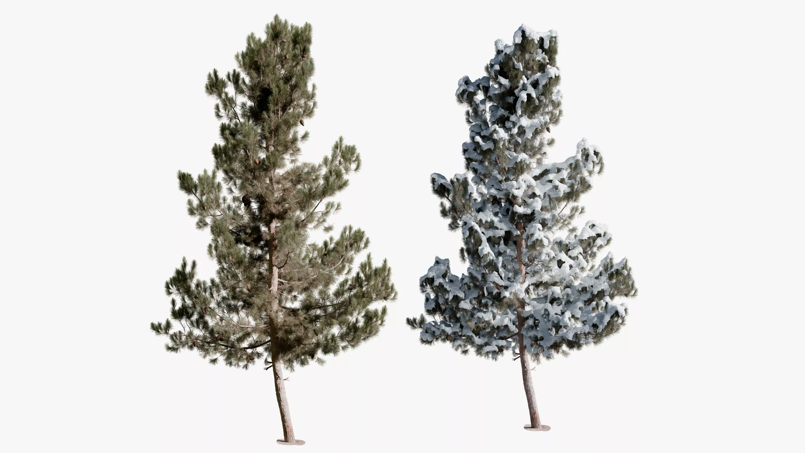 Realistic Conifer Pine Tree 04 3D model