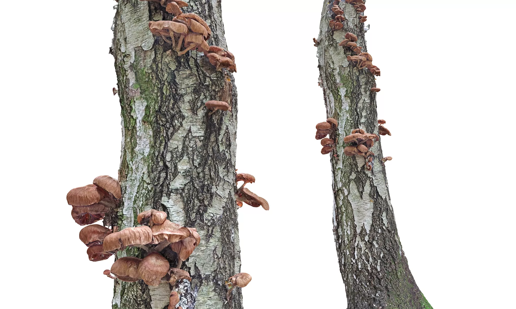 Tree Mushroom Low-poly 3D model