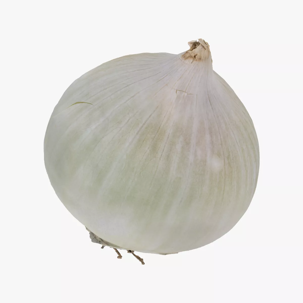 Onion White 03 RAW SCAN 3D model
