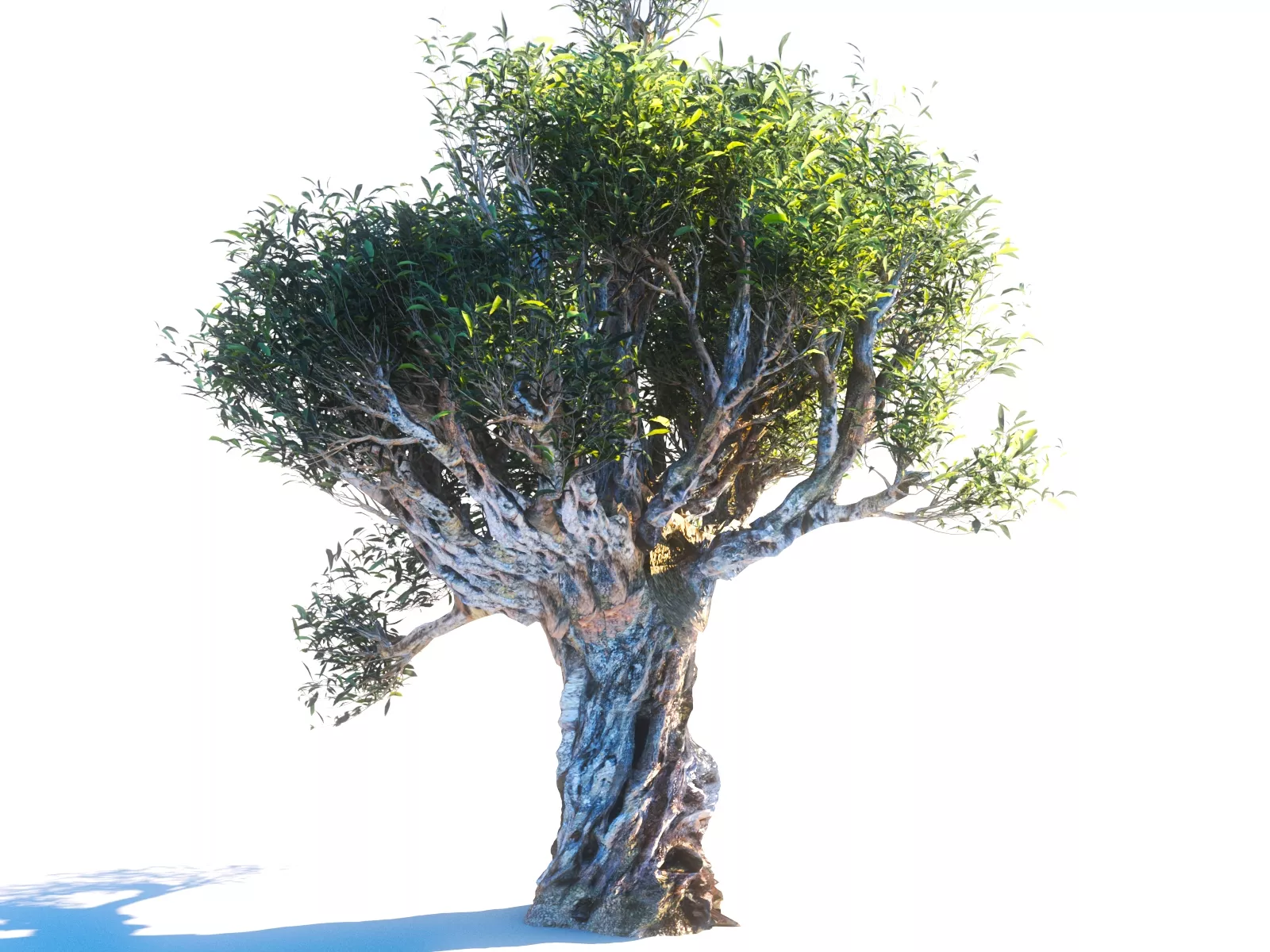 Animated Olive Trees Low-poly 3D model