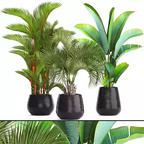 Collection of plants palms 3D model