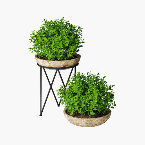 Small plant 04 3D model