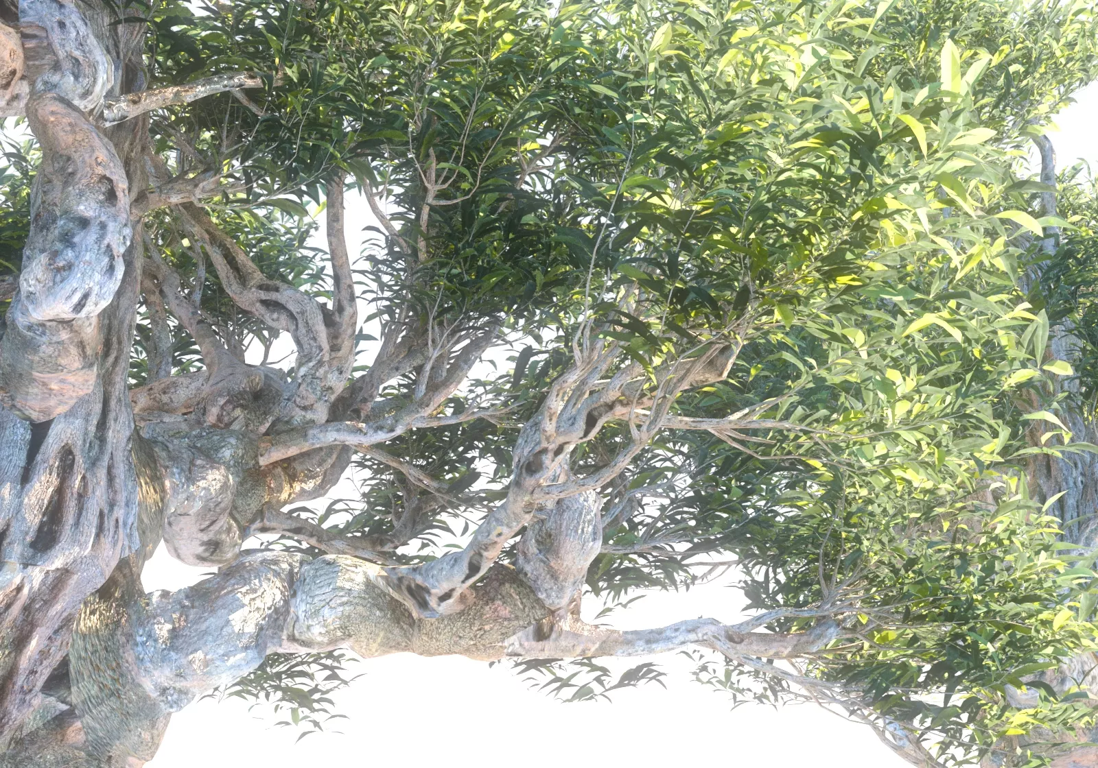 Animated Olive Trees Pack 18 Low-poly 3D model