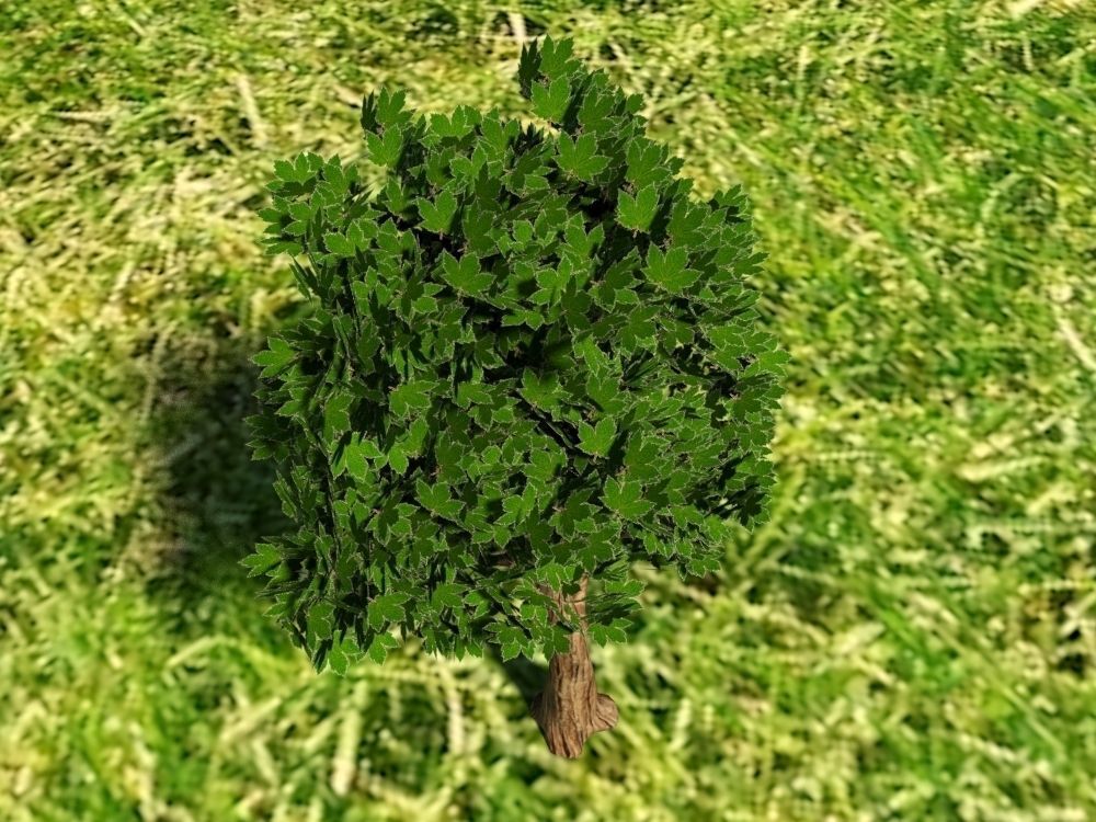 Tree on grassy hill Free 3D model_2