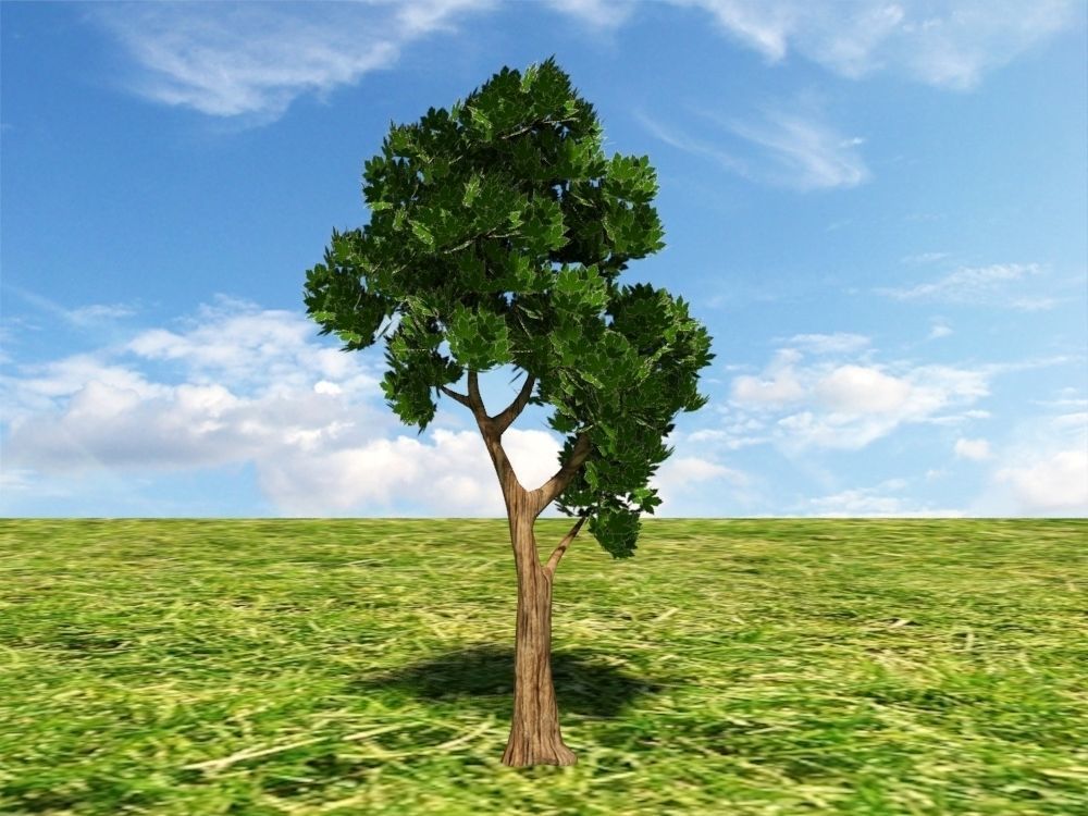 Tree on grassy hill Free 3D model_3