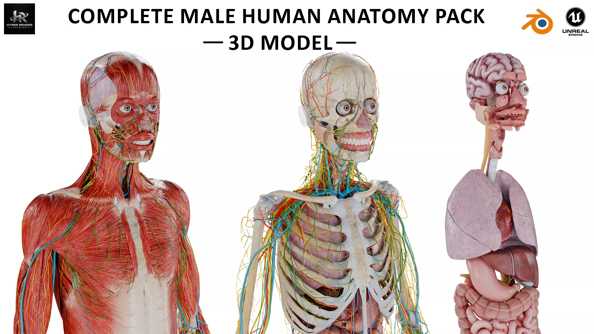 Complete Human Male Anatomy Pack-Medical Low-poly 3D model