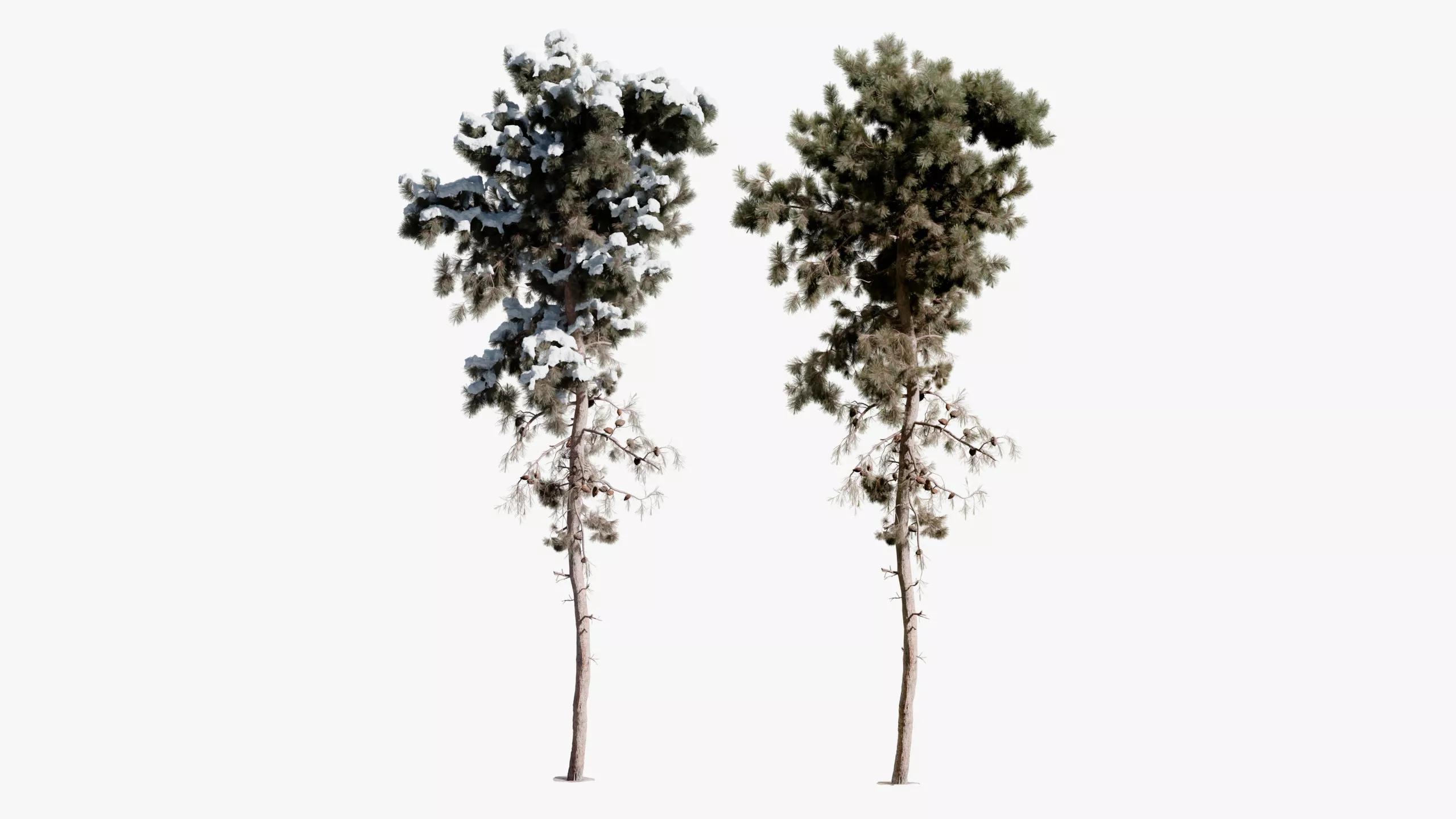 Realistic Conifer Pine Tree 05 3D model