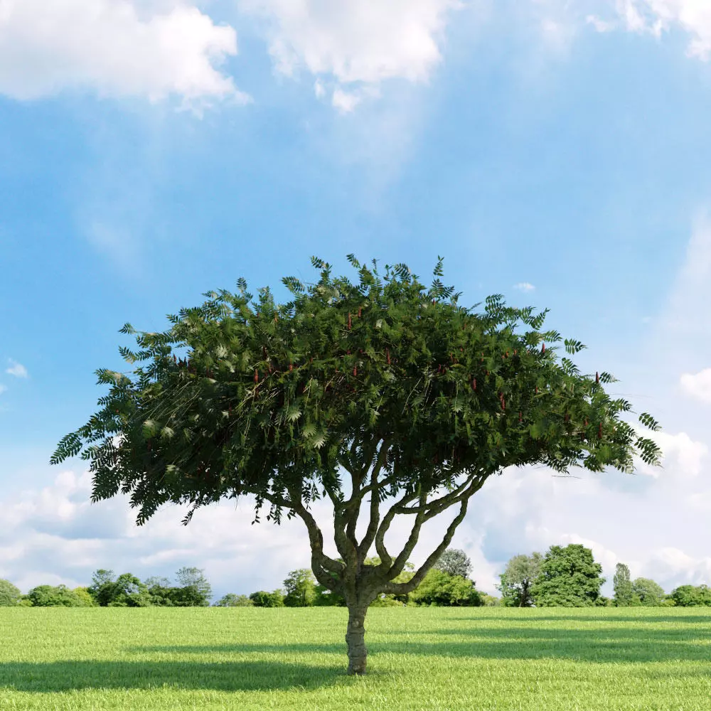 Rhus typhina 034 v3 AM136 3D model_0